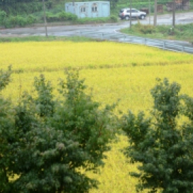 Wheat or rice fields or something. Literally below my window.
